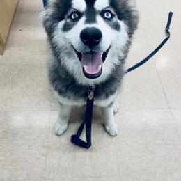 Siberian Husky Puppies from Arctic Circle Kennels