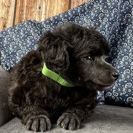 Green Collar Boy - Silver male Poodle puppy in Kingston, Oklahoma from Tribal Poodles