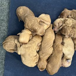 Bernedoodle and Goldendoodle Puppies from Brunsman Country Doodles LLC
