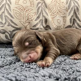 Mac - Chocolate and tan male Dachshund puppy in Huntington, Arkansas from Rockstar.Weiners