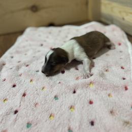 Girl 1 - female Scottish Collie puppy in Newcastle, Wyoming from 7K Collies