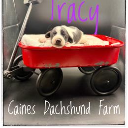 Tracy - Piebald female Dachshund puppy in Cincinnati, Ohio from Caines Dachshund Farm
