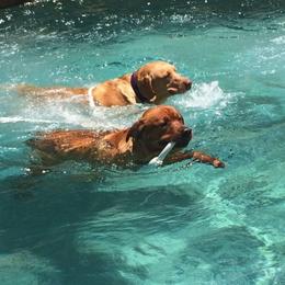 Labrador Retriever All Grown Up from State of Grace Southern Red Labs