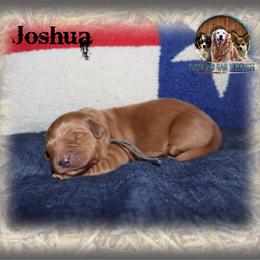 Joshua - Dark golden male Golden Retriever puppy in Anson, Texas from Diamond Bar N Ranch