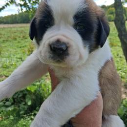 Cleveland - Brown and white male Saint Bernard puppy in Kinsman, Ohio from Coleman Saint Bernards of Ohio