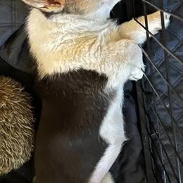 Pembroke Welsh Corgis from Central Bark Corgis