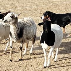 Greater Swiss Mountain Dogs from Prairie Winds Greater Swiss Mountain Dogs
