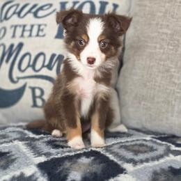 Aspen - Red tri female Toy Australian Shepherd puppy in Killen, Alabama from Wilkers Wholehearted Mini Aussies