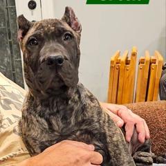 Green Collar - Tiger male Perro de Presa Canario puppy in Pocahontas, Illinois from Cabeza Grande Kennel