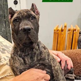 Green Collar - Tiger male Perro de Presa Canario puppy in Pocahontas, Illinois from Cabeza Grande Kennel