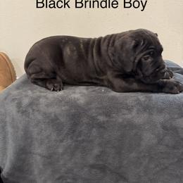 Purple - Black brindle male Cane Corso puppy in Laplace, Louisiana from BFM Cane Corso’s
