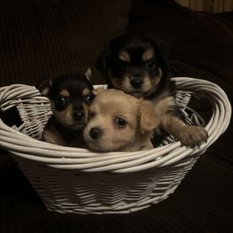 Chihuahua Puppies from Van Ausdoll Kennels