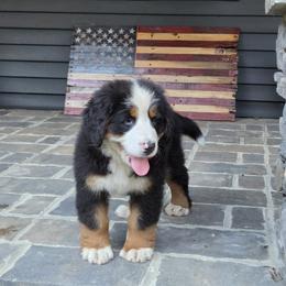 Nore - Black tan and white male Bernese Mountain Dog puppy in Gaffney, South Carolina from Circle D Farms