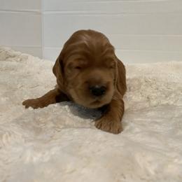Goldendoodle Puppies from Dhalia’s Doodles