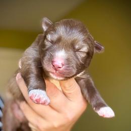Bloom - Red and white female Siberian Husky puppy in Florence, Kentucky from Moonlight Howl Huskies