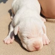 Bonnie - White female Dogo Argentino puppy in Guilford County, North Carolina from Explicit Kennel