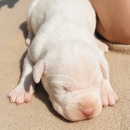 Bonnie - White female Dogo Argentino puppy in Guilford County, North Carolina from Explicit Kennel