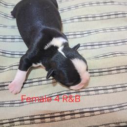 Girl 4 - Black and white female Boston Terrier puppy in Mesa, Arizona from Lehi Valley Boston Terriers