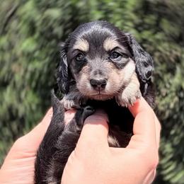 Mandy - Black and cream female Dachshund puppy in Richmond, Virginia from Irresistible Dachshunds & Cavaliers