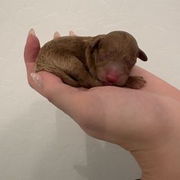 Blaze - Red  male Poodle puppy in Queen Creek, Arizona from Prestigious Toy Poodles