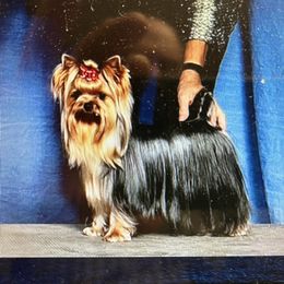 Beamer - Yorkshire Terrier