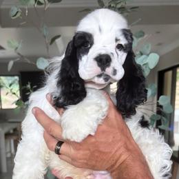White face - Black and white male Cocker Spaniel puppy in Bonsall, California from CuttinBlue Farms
