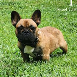 Theo (Imported) - Fawn male French Bulldog puppy in Franklinton, North Carolina from Sweet Carolina Kennel