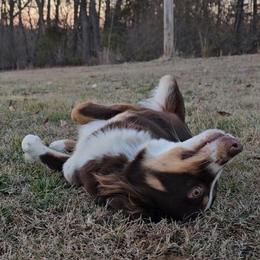 Hope - Australian Shepherd