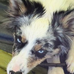 Border Collies from Shannon Ciccarelli's Border Collies