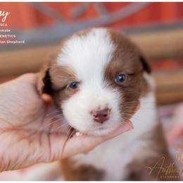 Emmy - Red Tri Female - Red tri-color female Australian Shepherd puppy in Red Bud, Illinois from Authentic Aussies
