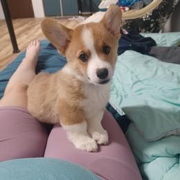 Black Thumb's All In - Sable male Pembroke Welsh Corgi puppy in Easley, South Carolina from Black Thumb Homestead