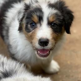 Australian Shepherd Puppies from Echolight Australian Shepherds