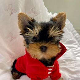 Milan - Black and gold male Yorkshire Terrier puppy in Seattle, Washington from 🎀 Yorkies Boutique Babydolls 🎀
