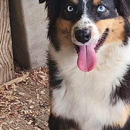 Australian Shepherds from Bama Mountain