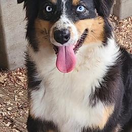 Australian Shepherds from Bama Mountain