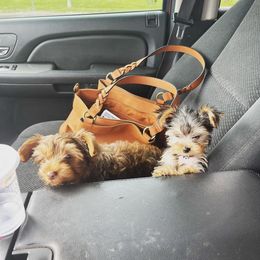 Yorkshire Terriers from Emerson Yorkies