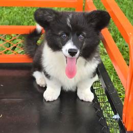 DARLA - Black and white female American Corgi puppy in Walker, Iowa from Double K Corgis