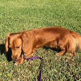 Dachshunds from The Dach Box