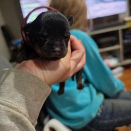 Maroon girl - Black and mahogany female Rottweiler puppy in Salem, Oregon from C&C Royal Rottweilers