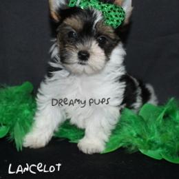 AKC Sir Lancelot  3500 Small - Black tan and white male Biewer Terrier puppy in Kennesaw, Georgia from Dreamy Pups