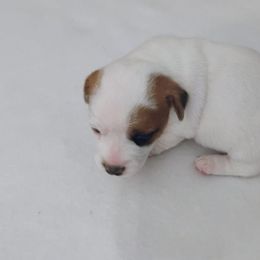 Mochi - Brown and white female Jack Russell Terrier puppy in London, Kentucky from Whitehouse Jack Russells