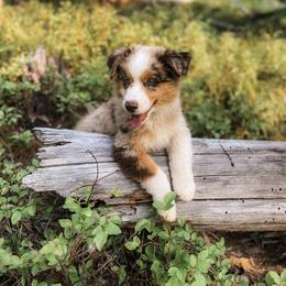 Australian Shepherd Puppies from Huckleberry Hill Aussies LLC.