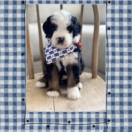 Yankee - Tri-color male Bernedoodle puppy in Central, Arizona from Cotton Lane Puppies