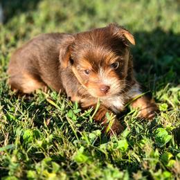 Charlie - Chocolate and tan male Yorkshire Terrier puppy in Old Fort, North Carolina from Tiffany’s Colorful Yorkies