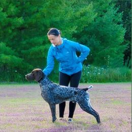 German Shorthaired Pointer All Grown Up from Stillwood German Shorthaired Pointers