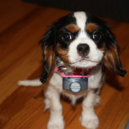 Avery - Cavalier King Charles Spaniel