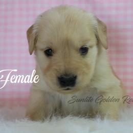 White collar girl - Golden female Golden Retriever puppy in Otis Orchards, Washington from Sunlite Golden Retrievers