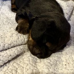 Boy 2 - Black and tan male Dachshund puppy in Covington, Louisiana from 6K Kennels