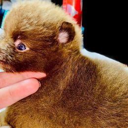 Aurelius - Boy 1 - Pomeranian puppy from Fairchild Fancy Pomeranians and Coachella Pomeranians