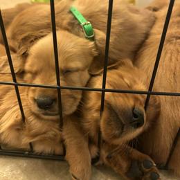 Girl 5 - Dark golden female Golden Retriever puppy in Plano, Texas from Carmel Bliss Golden Retrievers LLC